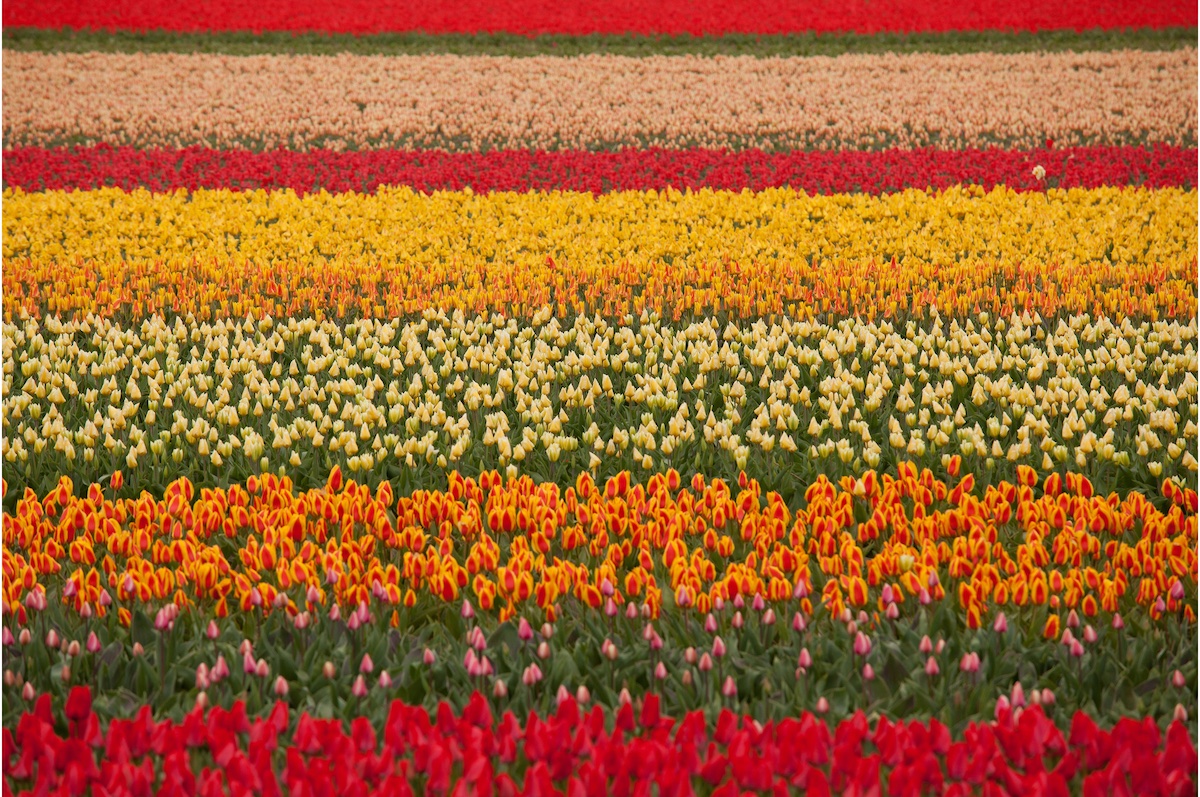 Tulpen Detail