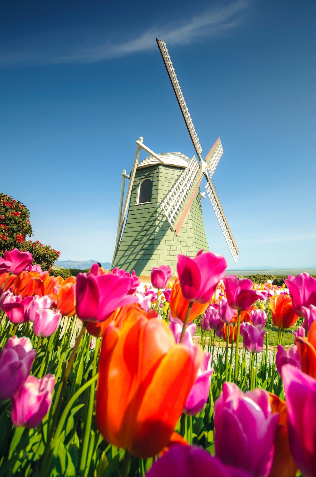 Tulpen Feld