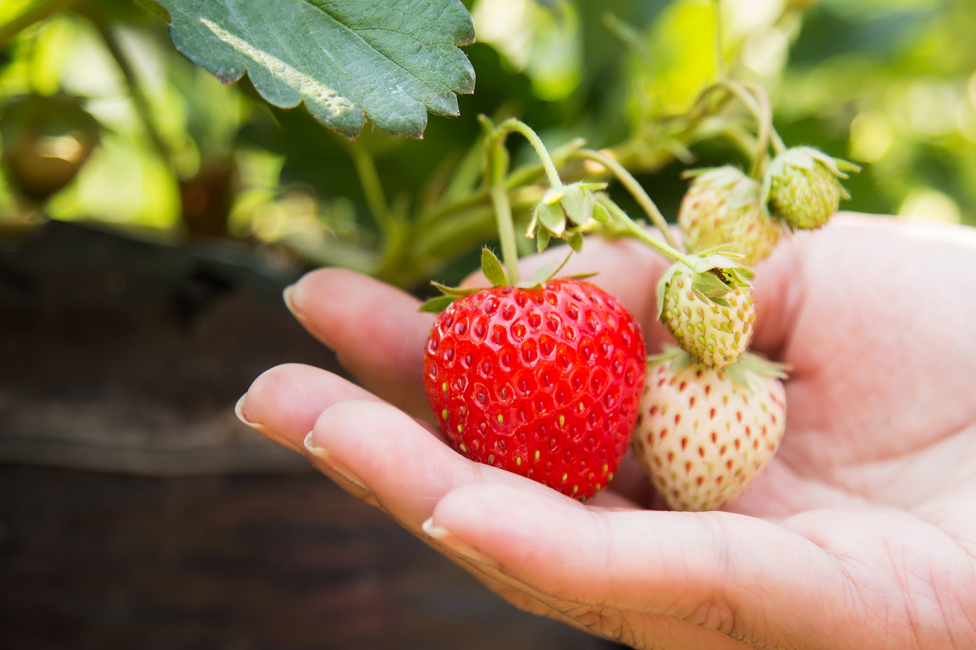 Erdbeeren aus dem Waldviertel