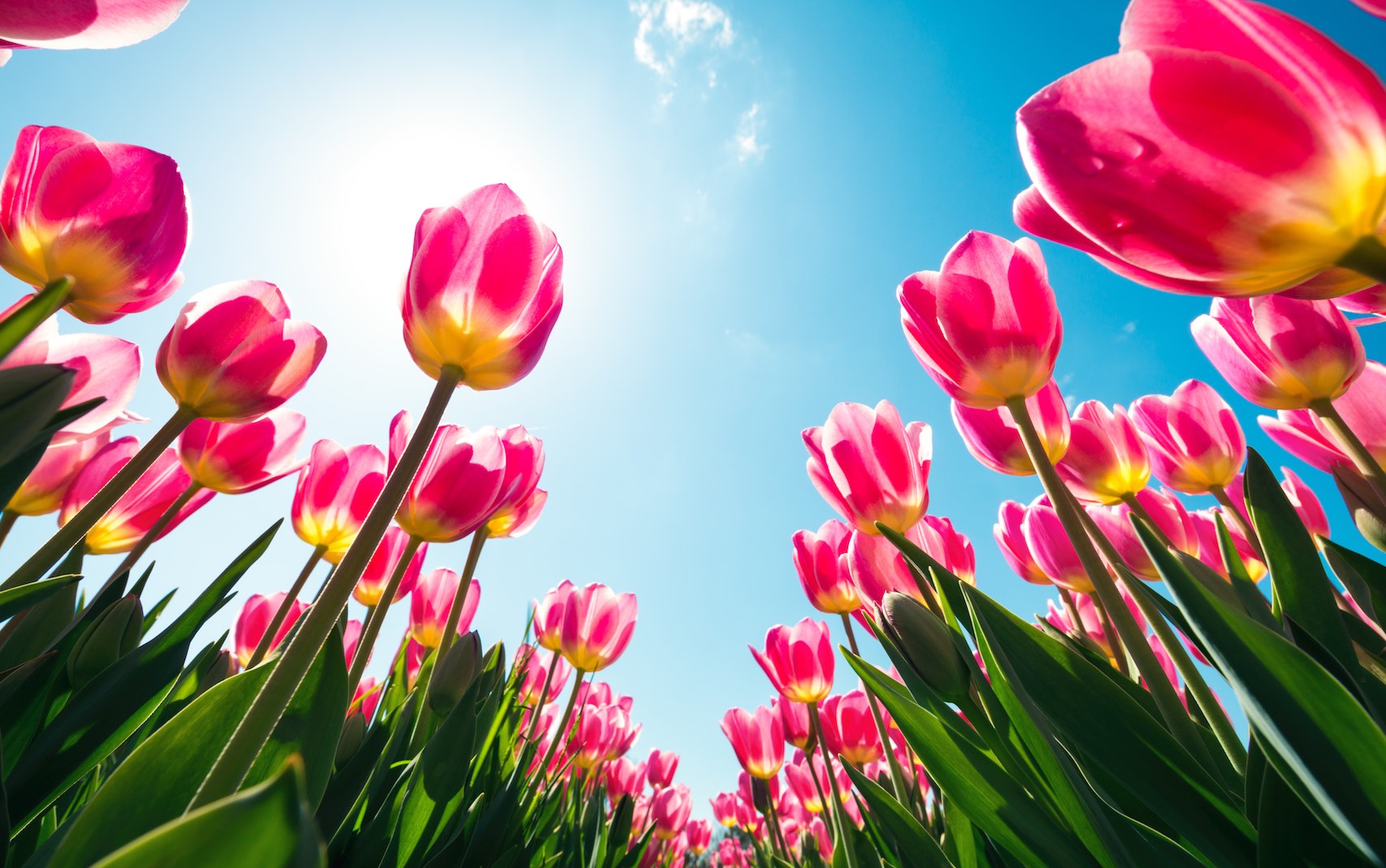 Tulpenfelder Wunderlich